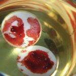 വിശുദ്ധ ഫ്രാൻസിസ് സേവ്യറിന്റെ പ്രേക്ഷിത തീക്ഷ്ണതയുടെ പ്രചോദനമായി മാറിയ ദിവ്യകാരുണ്യ അത്ഭുതം