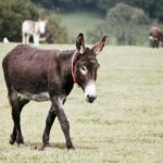 ഇനി കുഞ്ഞിനുവേണ്ടി എന്തു ചെയ്യണം; ഐസിയുവിൽ ഒരു ബലിയർപ്പിക്കാൻ സമ്മതിക്കണം!!
